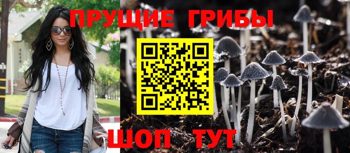 Псилоцибиновые грибы Psilocybe Буйнакск